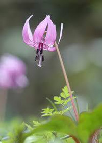 Yjimage1y850wz8_2