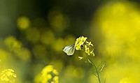 Yjimage_3