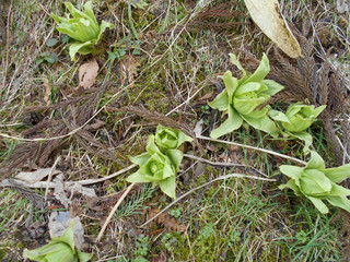 Dscn04331