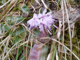 Dscn04341